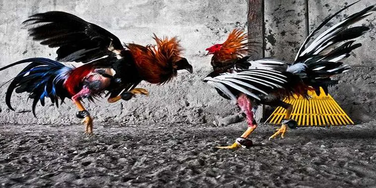 Hướng Dẫn Cách Chơi Đá Gà GA28 Tại Nohu52 Cho Người Mới 2 Hướng Dẫn Cách Chơi Đá Gà GA28 Tại Nohu52 Cho Người Mới