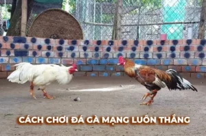 Bí Kíp Chơi Đá Gà Sabong Tại Nohu52 Thắng Lớn Từ Cao Thủ