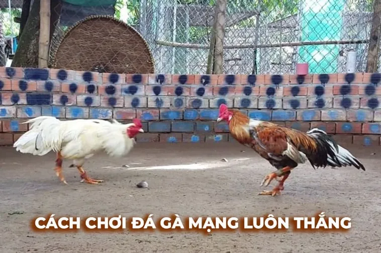 Bí Kíp Chơi Đá Gà Sabong Tại Nohu52 Thắng Lớn Từ Cao Thủ
