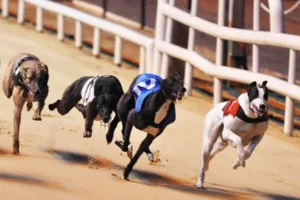 Bí Quyết Chơi Game Đua Chó Nohu52 Thắng Nhanh Chớp Nhoáng 6 Bí Quyết Chơi Game Đua Chó Nohu52 Thắng Nhanh Chớp Nhoáng