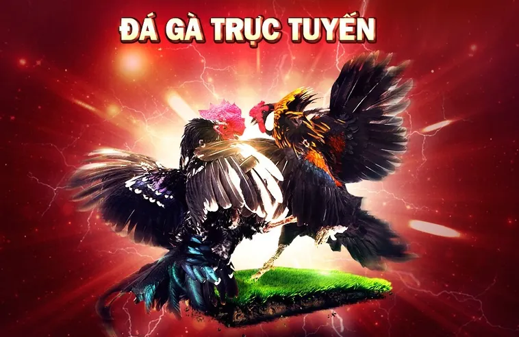 Đá Gà Nohu52 Đấu Trường Kê Thủ Chuyên Nghiệp Bất Bại
